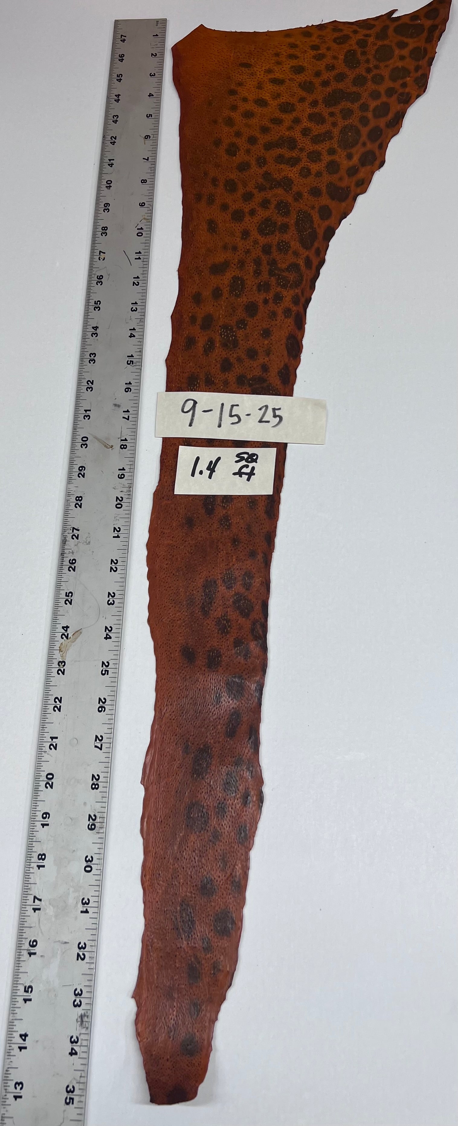 Wolffish leather