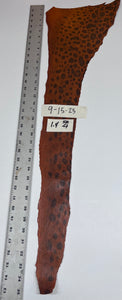 Wolffish leather