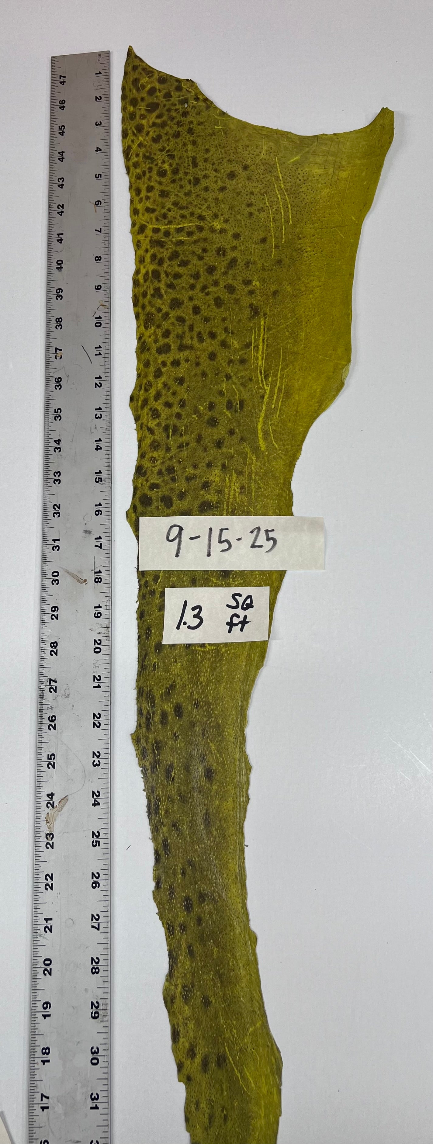 Wolffish leather