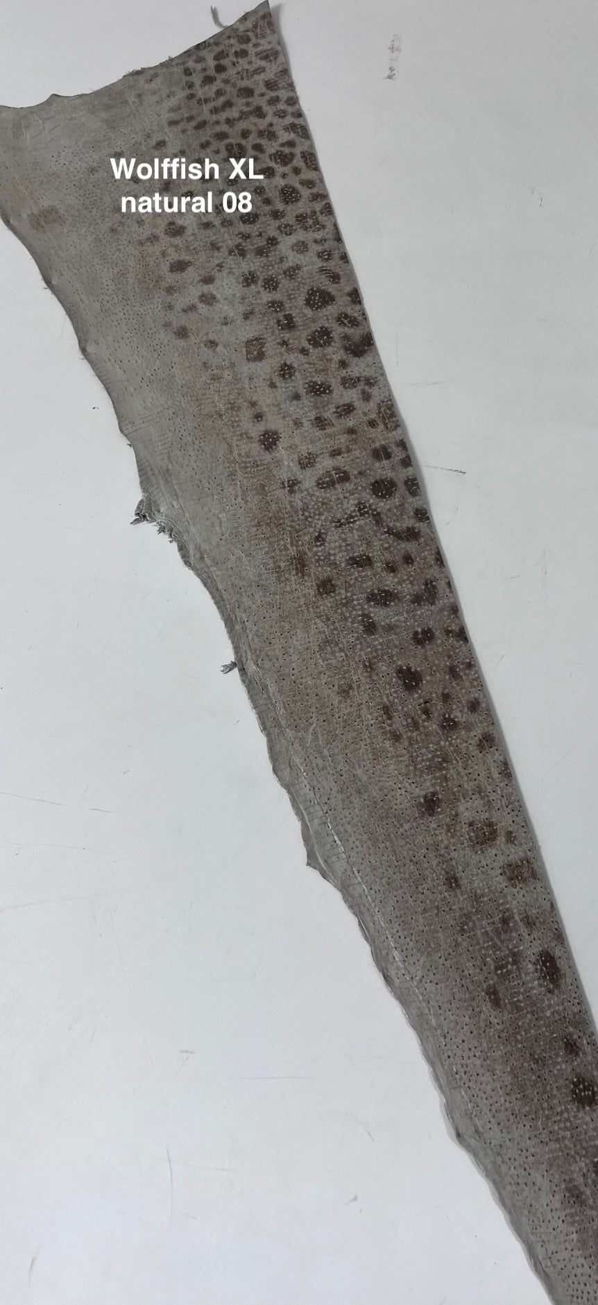 Wolffish leather