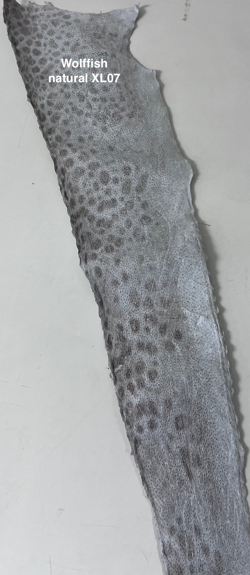 Wolffish leather